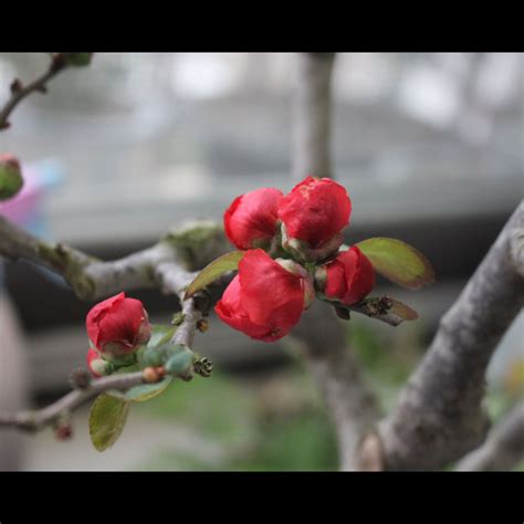 海棠花風水|海棠花的風水作用及其擺放方法